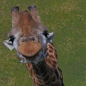 Meet your Posher, Trish